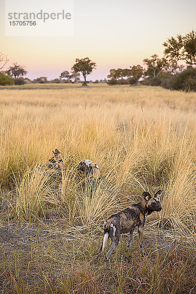 Afrikanischer Wildhund (Lycaon pictus)  Buschmann-Ebenen  Okavango-Delta  Botswana  Afrika
