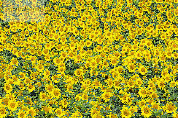 Sonnenblumen  Österreich  Europa