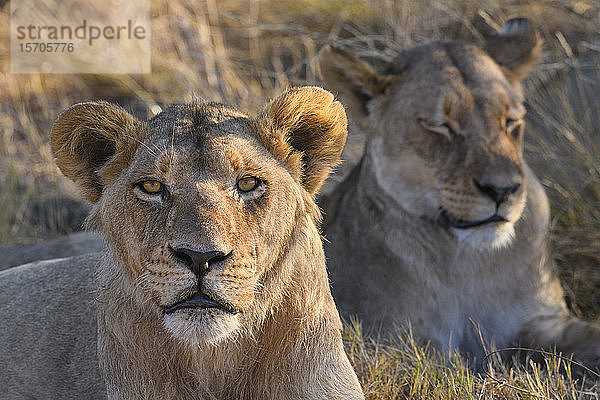 Löwe (Panthera leo)  Kakadu  Okavango-Delta  Botsuana  Afrika