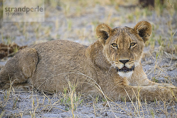 Junges Löwenbaby (Panthera leo)  etwa 6 Monate alt  Khwai Private Reserve  Okavango Delta  Botswana  Afrika