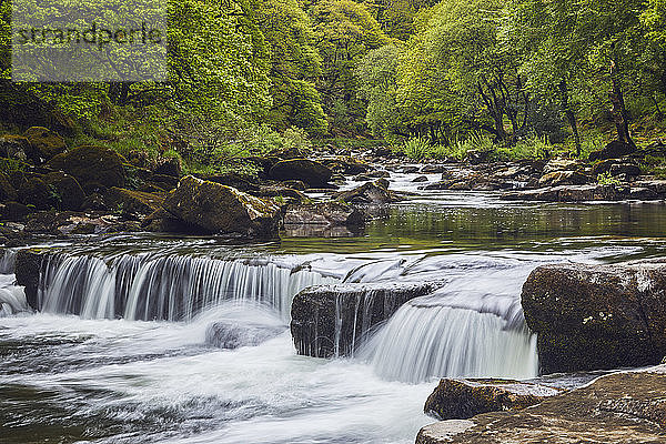 Ein Waldbach  der Fluss Dart  der durch einen alten Eichenwald fließt  im Herzen des Dartmoor National Park  Devon  England  Vereinigtes Königreich  Europa