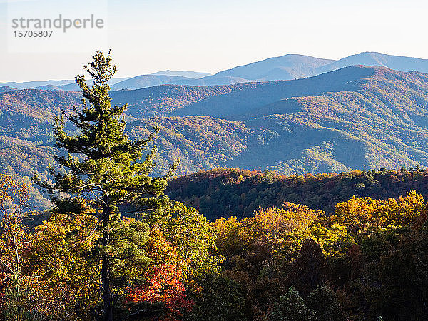 Herbstliche Aussicht auf die Berge vom Blue Ridge Parkway  Appalachen  North Carolina  Vereinigte Staaten von Amerika  Nordamerika