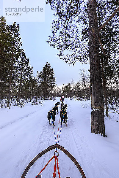 Alaskan Husky gezogene Hundeschlitten rasen durch verschneiten Wald  Dämmerung im Winter  Alta  Finnmark  Polarkreis  Nordnorwegen  Skandinavien  Europa