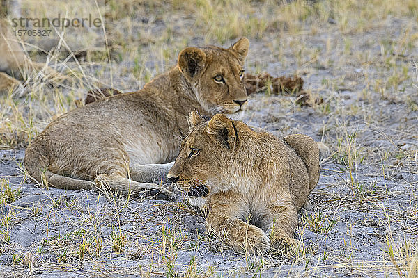 Junge Löwenjunge (Panthera leo)  etwa 6 Monate alt  Khwai Private Reserve  Okavango Delta  Botswana  Afrika