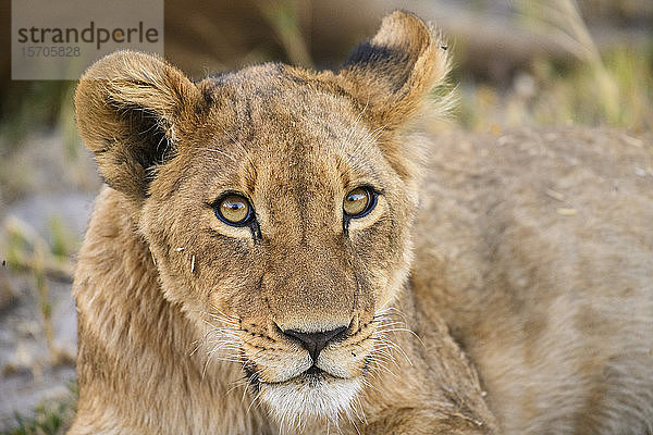 Junges Löwenjunges (Panthera leo)  etwa 6 Monate alt  Khwai Private Reserve  Okavango Delta  Botswana  Afrika