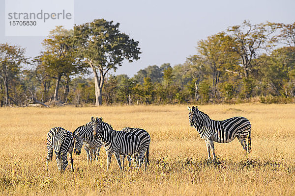 Burchell-Zebra (Steppenzebra) (Gewöhnliches Zebra) (Equus quagga burchellii)  Khwai Private Reserve  Okavango-Delta  Botswana  Afrika