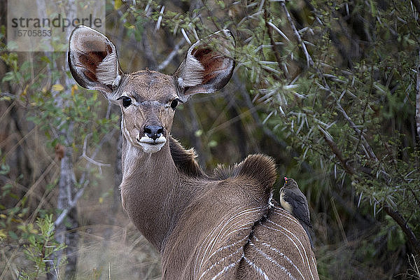 Wasserbock (Kobus ellipsiprymnus)  Krüger-Nationalpark  Südafrika  Afrika