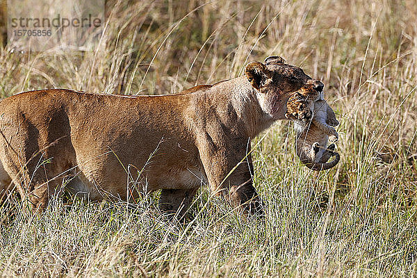Eine Löwin (Panthera leo) bewegt ein Jungtier  indem sie es im Maul trägt  Masai Mara National Park  Kenia  Ostafrika  Afrika