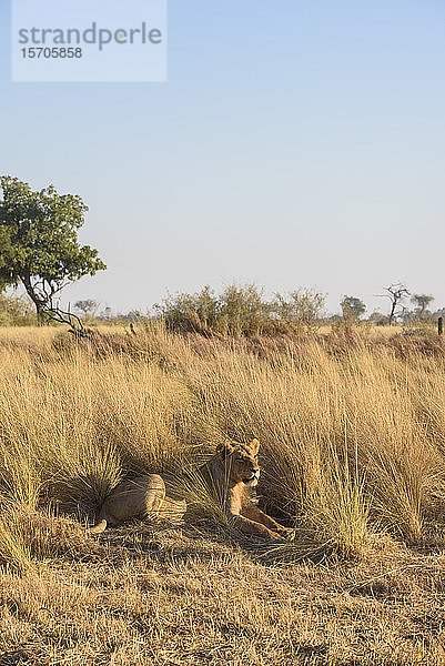 Löwe (Panthera leo)  Kakadu  Okavango-Delta  Botsuana  Afrika