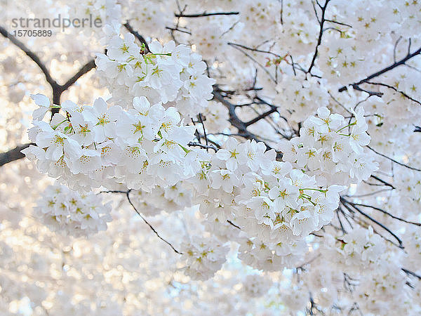 Kirschblüten  Washington  DC  Vereinigte Staaten von Amerika  Nordamerika