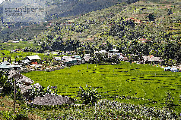 Reisfelder auf Terrassen  Sapa  Vietnam  Indochina  Südostasien  Asien