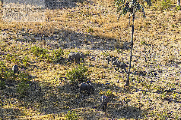 Luftaufnahme des Afrikanischen Elefanten (Loxodonta africana) aus dem Hubschrauber  Macatoo  Okavango Delta  Botswana  Afrika