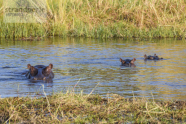 Flusspferd (Hippopotamus amphibius)  Mutter und zwei Junge  Khwai Private Reserve  Okavango Delta  Botswana  Afrika