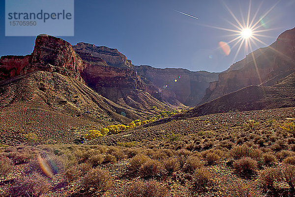 Bright Angel Canyon nördlich des Südrandes mit leuchtend gelben Bäumen am Boden des Canyons (Indian Gardens)  Grand Canyon National Park  UNESCO-Weltkulturerbe  Arizona  Vereinigte Staaten von Amerika  Nordamerika