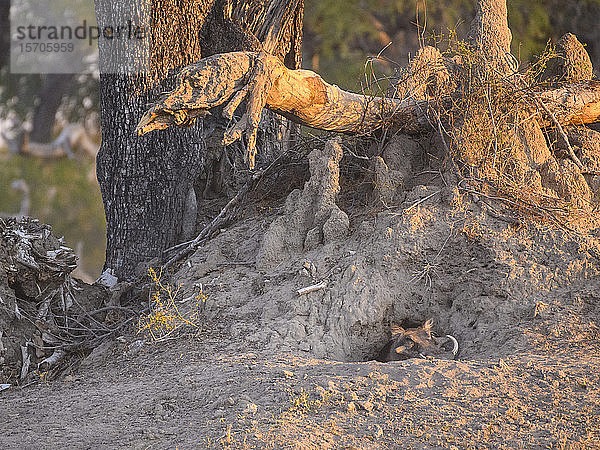 Gewöhnliches Warzenschwein (Phacochoerus africanus)  aus seinem Bau kommend  Buschmann-Ebene  Okavango-Delta  Botswana  Afrika