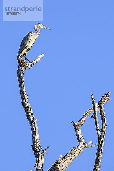 Graureiher (Ardea cinerea) in einem Baum  Khwai-Privatreservat  Okavango-Delta  Botswana  Afrika