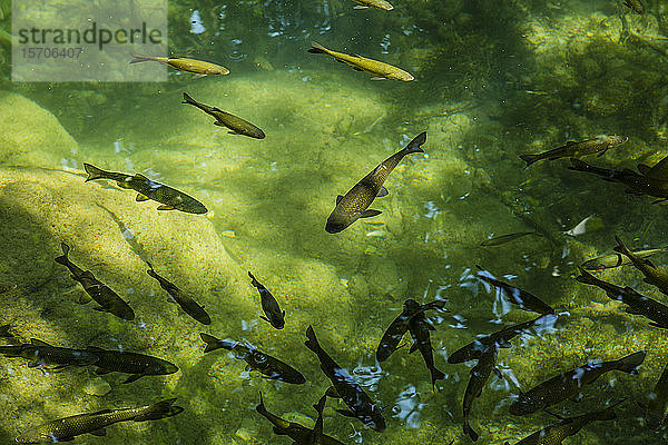 Kroatien  Gespanschaft Sibenik-Knin  Fischschwarm im grünen Teich des Nationalparks Krka