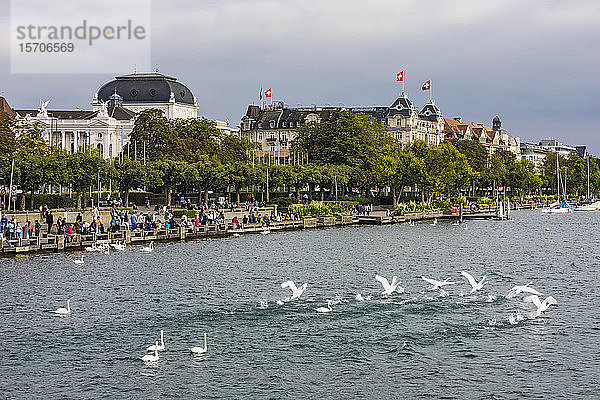 Schweiz  Kanton Zürich  Zürich  Herde Höckerschwäne  die im Zürichsee schwimmen