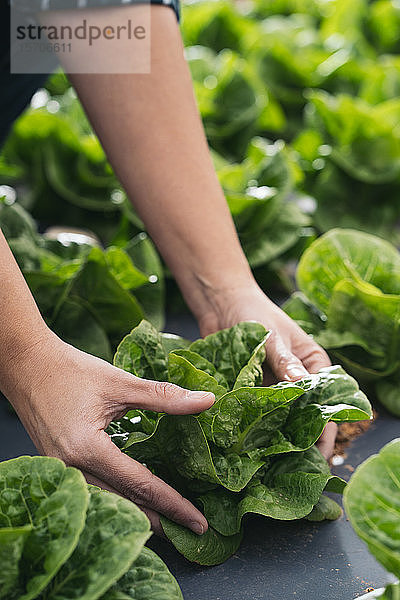 Nahaufnahme von Frauenhänden  die im Feld Salat berühren
