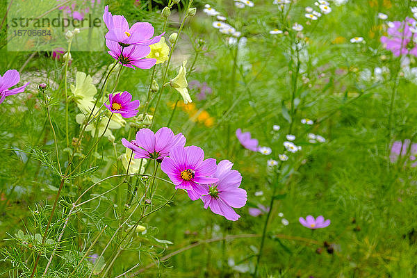 Deutschland  Bayern  Bad Gronenbach  Rosa blühender Gartenkosmos (Cosmos bipinnatus) Blumen