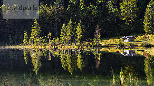 Deutschland  Bayern  Bäume spiegeln sich im glänzenden Ferchensee