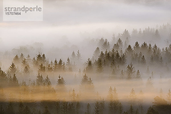 Deutschland  Bayern  Luftaufnahme des dichten Morgennebelwaldes im Naturschutzgebiet Isarauen