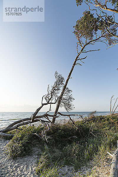 Deutschland  Weststrand  Darss  Bäume am Strand
