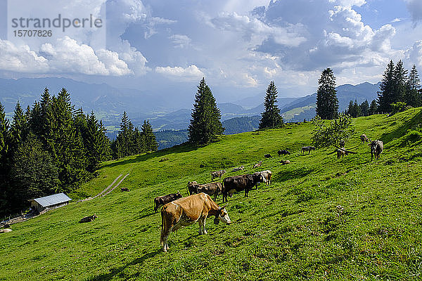 Deutschland  Bayern  Sonthofen  Rinderbeweidung in den Allgäuer Alpen