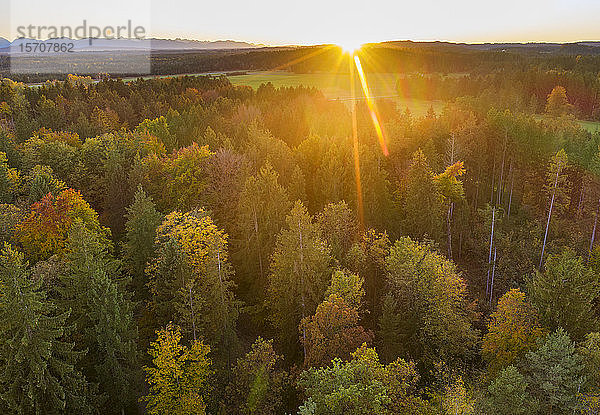 Deutschland  Bayern  Oberbayern  Tölzer Land  Königsdorf  Luftaufnahme des Herbstwaldes bei Sonnenuntergang