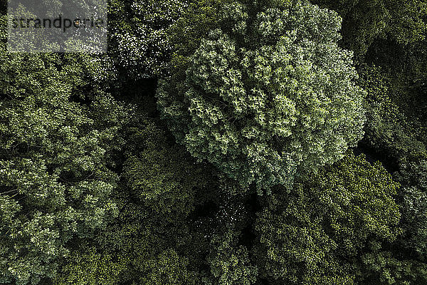 Österreich  Niederösterreich  Luftaufnahme von grünen Waldbäumen