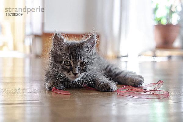 Porträt eines niedlichen flauschigen Kätzchens  das mit einem Band auf dem Boden spielt