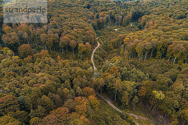 Österreich  Niederösterreich  Luftaufnahme einer kurvenreichen Schotterstraße durch ausgedehnten Herbstwald
