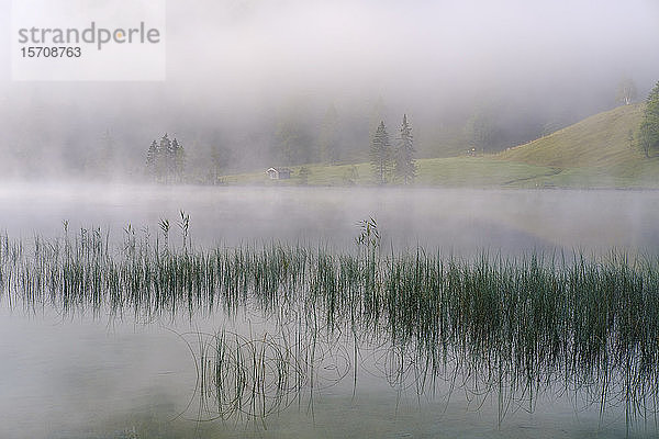 Deutschland  Bayern  Mittenwald  Schilf wächst am Ufer des Ferchensees mit dichtem Nebel im Hintergrund