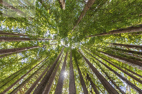 Neuseeland  Ozeanien  Nordinsel  Rotorua  Hamurana Springs Nature Reserve  Tiefblick auf den Rotholzwald (Sequoioideae)