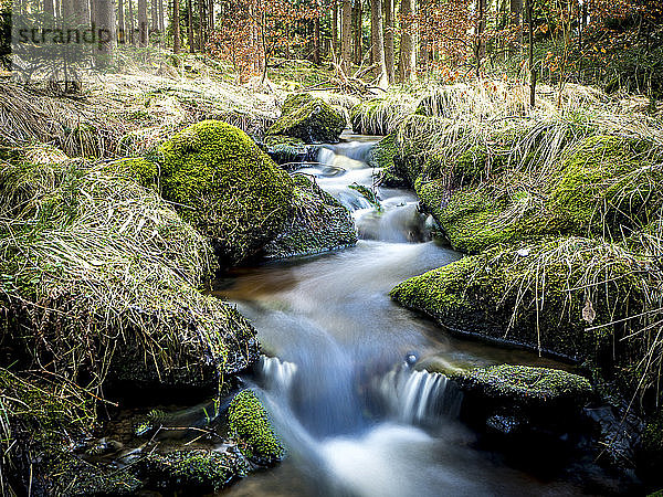 Deutschland  Bayern  Bachlauf im Oberpfälzer Wald