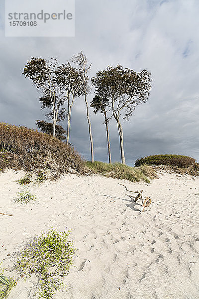 Deutschland  Darss  Weststrand  Bäume am Strand