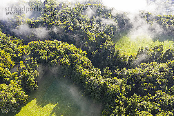 Deutschland  Bayern  Dorfen  Luftaufnahme von über grünem Wald schwebendem Nebel