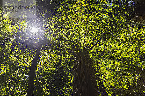 Neuseeland  Nordinsel  Sonne scheint durch Blätter von Baumfarnen im Pihanga Scenic Reserve