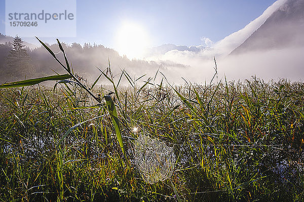 Deutschland  Bayern  Mittenwald  Spinnennetz hängt zwischen Schilf  das bei nebligem Sonnenaufgang im Ferchensee wächst
