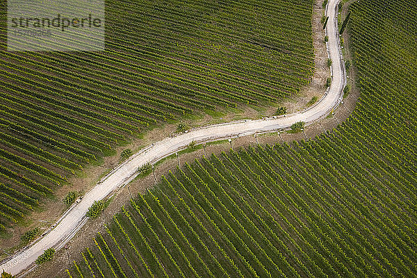 Italien  Friaul-Julisch Venetien  Brazzano  Luftaufnahme einer kurvenreichen Landstraße über ausgedehnte grüne Weinberge