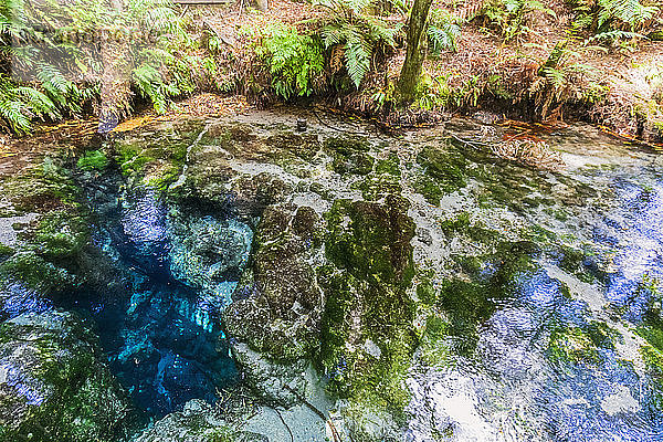 Neuseeland  Ozeanien  Nordinsel  Rotorua  Naturreservat Hamurana Springs  Nahaufnahme des Hamurana-Stromes