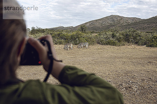 Rückenansicht eines Mädchens  das Zebras fotografiert  Inverdoorn Wildreservat  Breede River DC  Südafrika