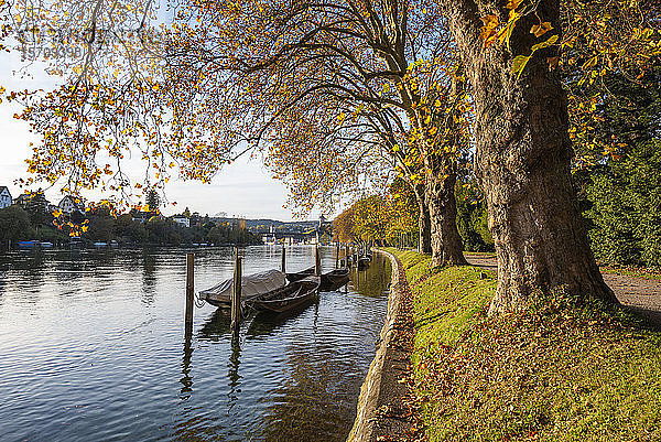 Schweiz  Kanton Schaffhausen  Blick auf Rhein und Bäume