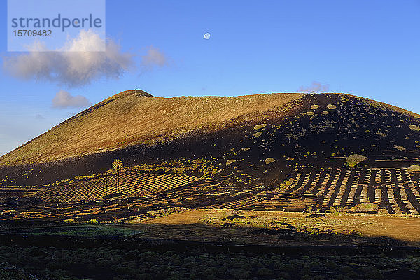 Spanien  Kanarische Inseln  Lanzarote  Region La Geria  Weinberg auf Montana Diama