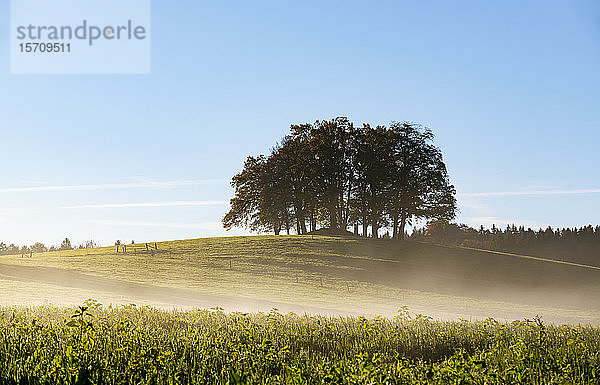 Deutschland  Oberbayern  Tölzer Land  Bäume im Feld im Morgennebel