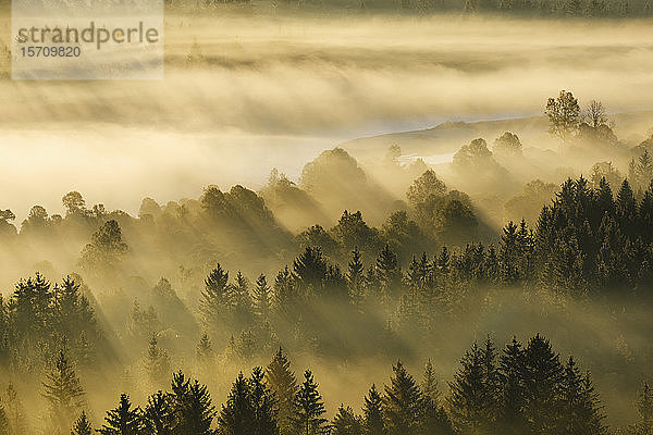 Deutschland  Bayern  Luftaufnahme des dichten Morgennebelwaldes im Naturschutzgebiet Isarauen
