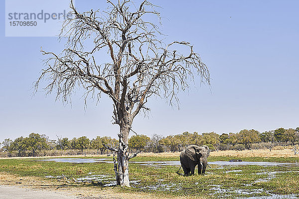 Elefanten zu Fuß im Fluss  Khwai  Botswana