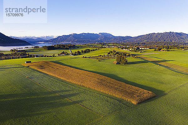 Deutschland  Oberbayern  Greiling  Luftaufnahme der grünen Felder
