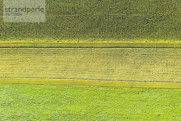Deutschland  Bayern  Oberbayern  Luftaufnahme der grünen Felder