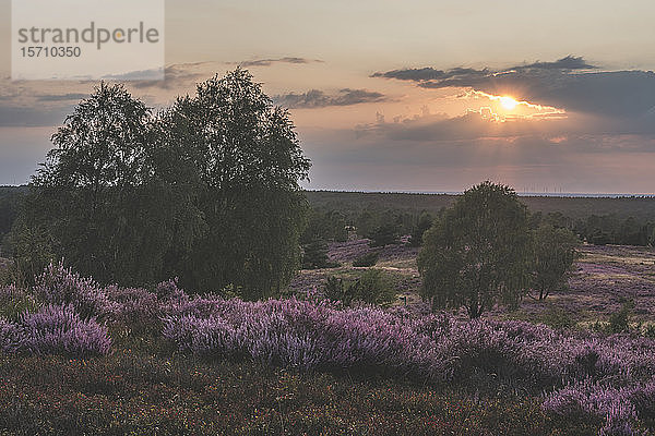 Deutschland  Niedersachsen  Lüneburger Heide  Felder mit Heide bei Sonnenuntergang